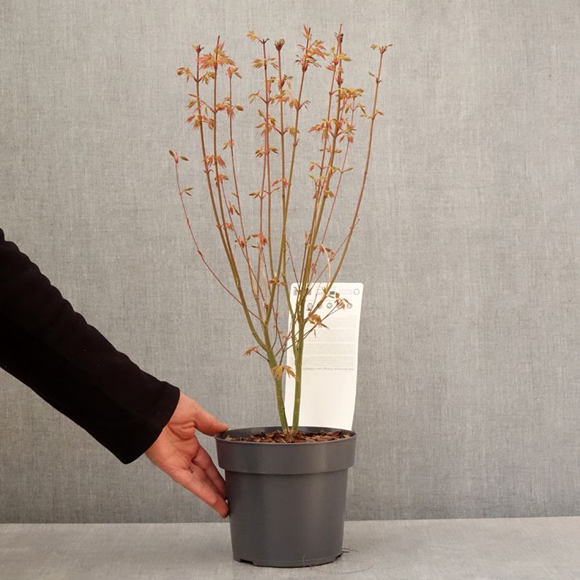 Example of Erable du Japon - Acer palmatum Orange Lace Pot de 10 cm/11cm as you get in printemps