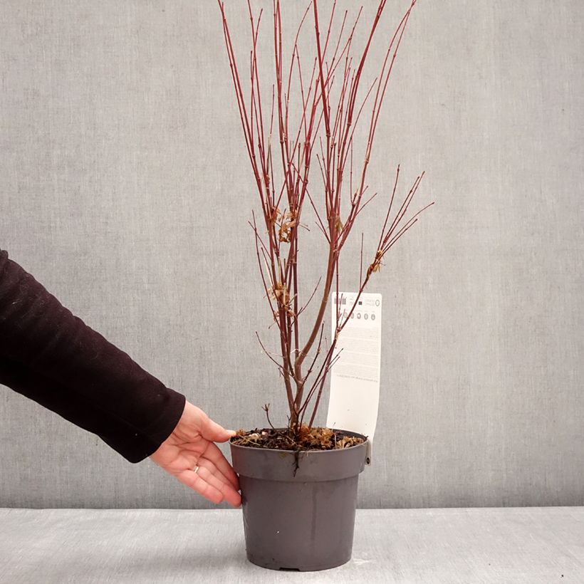 Example of Erable du Japon - Acer palmatum Orange Lace Pot de 3L/4L as you get in hiver