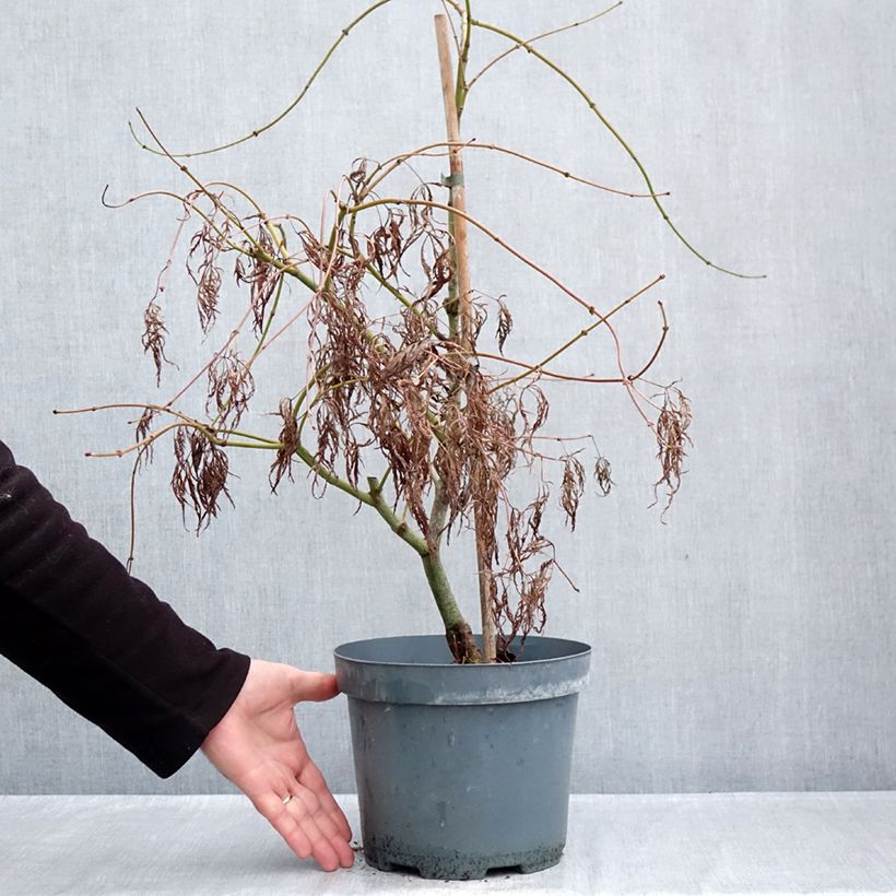 Spécimen de Erable du Japon - Acer palmatum Ornatum Pot de 4L/5L tel que livré en automne