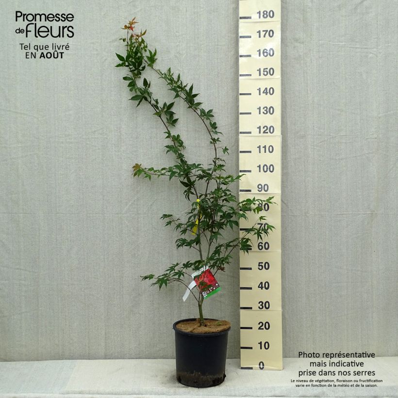 Spécimen de Érable du Japon - Acer palmatum Osakazuki Pot de 7,5L/10L tel que livré en été