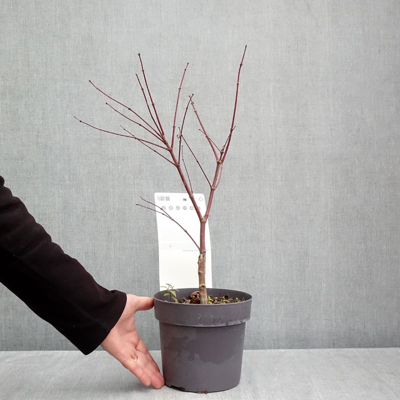 Spécimen de Érable du Japon - Acer palmatum Peve Dave Pot de 3L/4L tel que livré en automne
