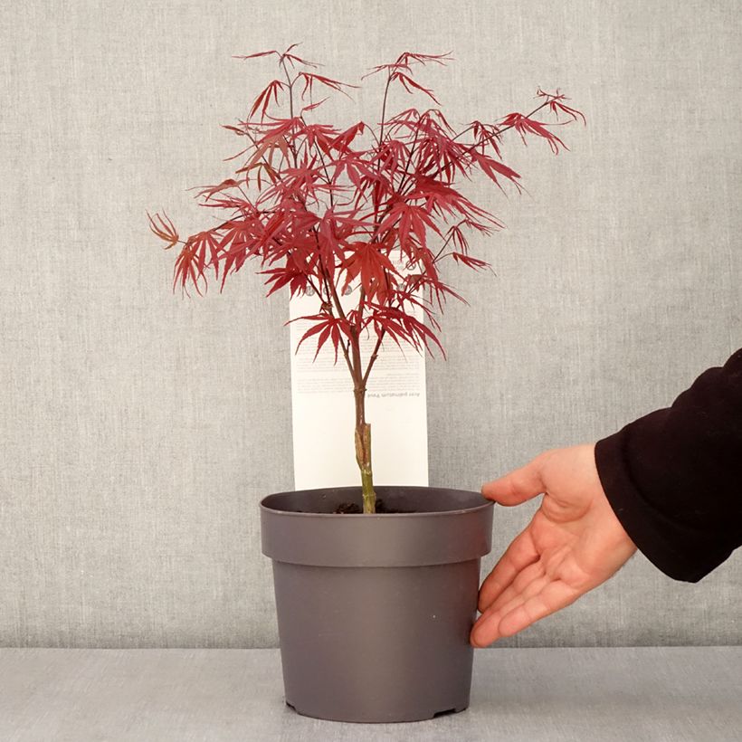 Example of Érable du Japon - Acer palmatum Peve Dave Pot de 3L/4L as you get in printemps