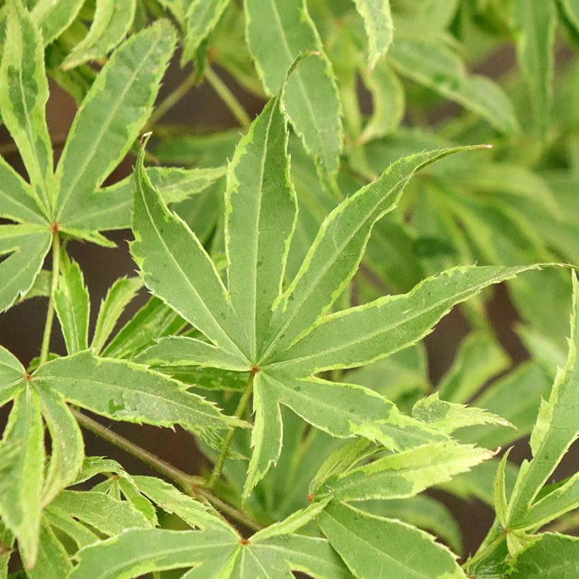 Erable du Japon - Acer palmatum Pink Passion (Feuillage)