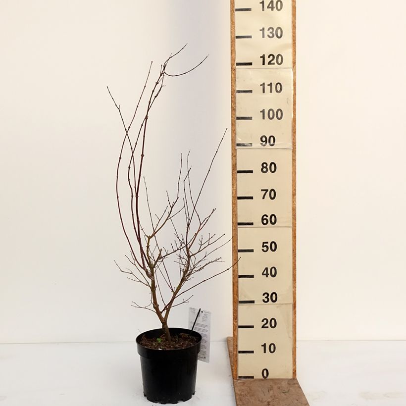 Spécimen de Erable du Japon - Acer palmatum Pink Passion Pot de 7,5L/10L tel que livré en hiver
