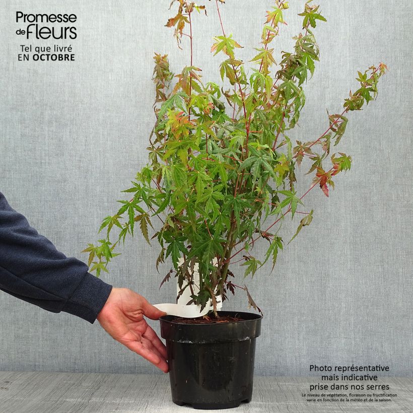 Spécimen de Érable du Japon - Acer palmatum Pot de 3L/4L tel que livré en automne
