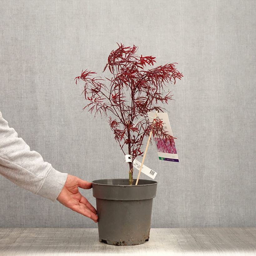 Spécimen de Erable du Japon - Acer palmatum Pung Kill Pot de 4L/5L tel que livré au printemps