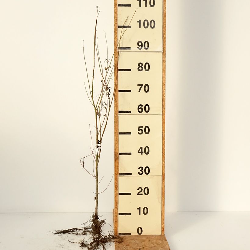 Example of Érable du Japon - Acer palmatum Racines nues as you get in hiver