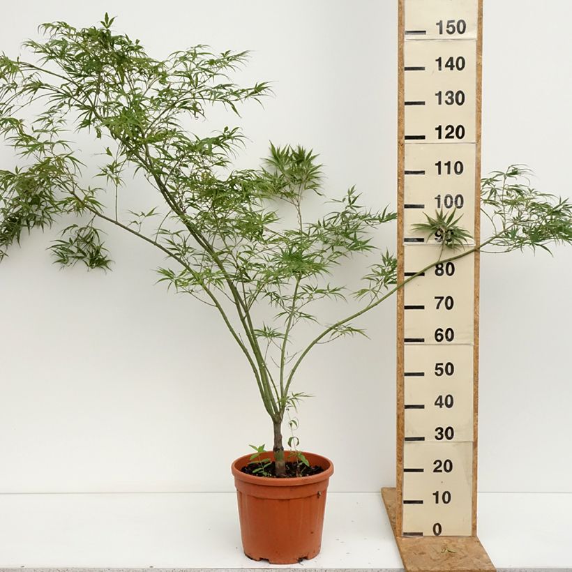 Spécimen de Erable du Japon - Acer palmatum Red Pygmy Pot de 12L/15L, Greffé tel que livré en été
