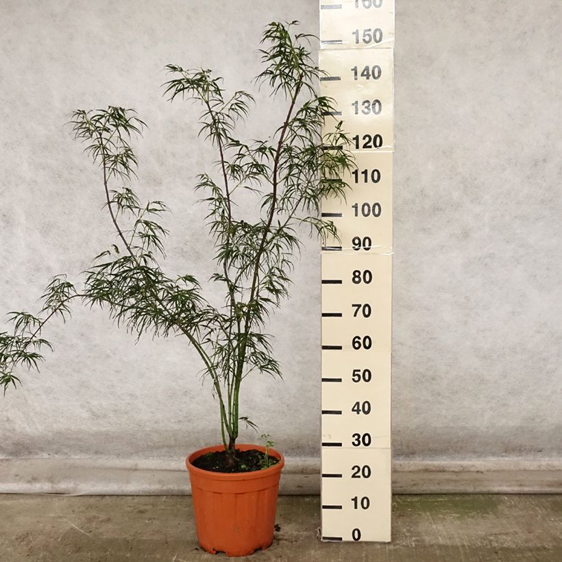 Spécimen de Erable du Japon - Acer palmatum Red Pygmy Pot de 7,5L/10L, Greffé tel que livré en automne