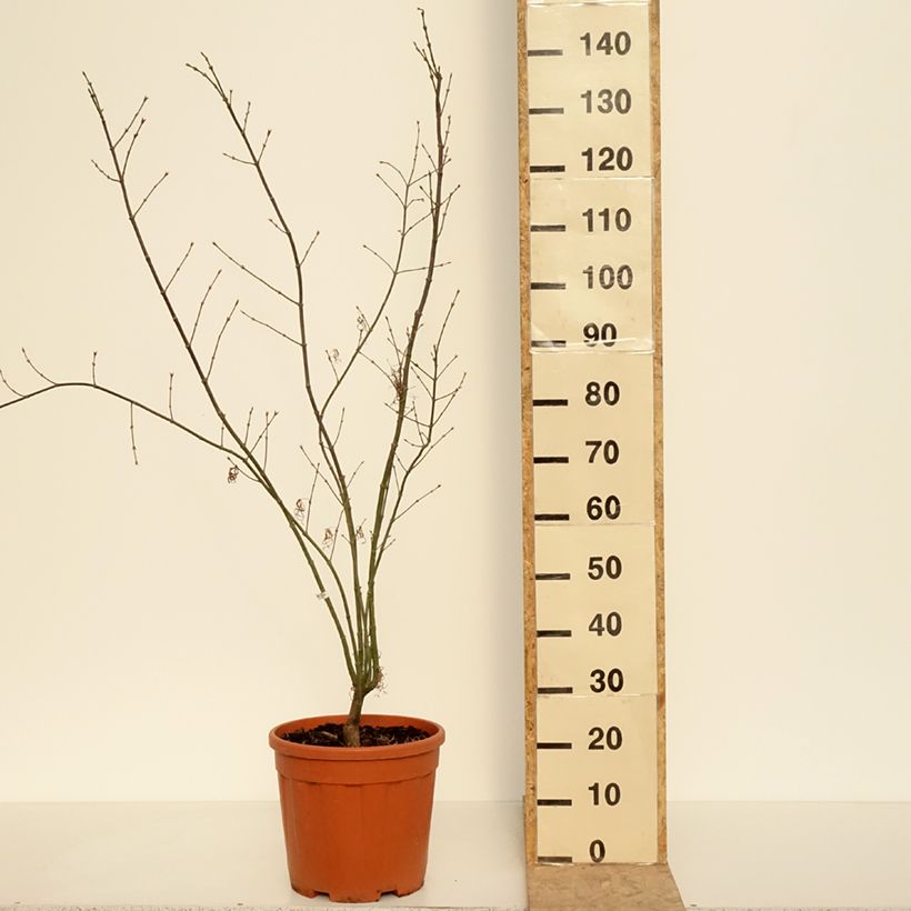 Example of Erable du Japon - Acer palmatum Red Pygmy Pot de 12L/15L, Greffé as you get in printemps