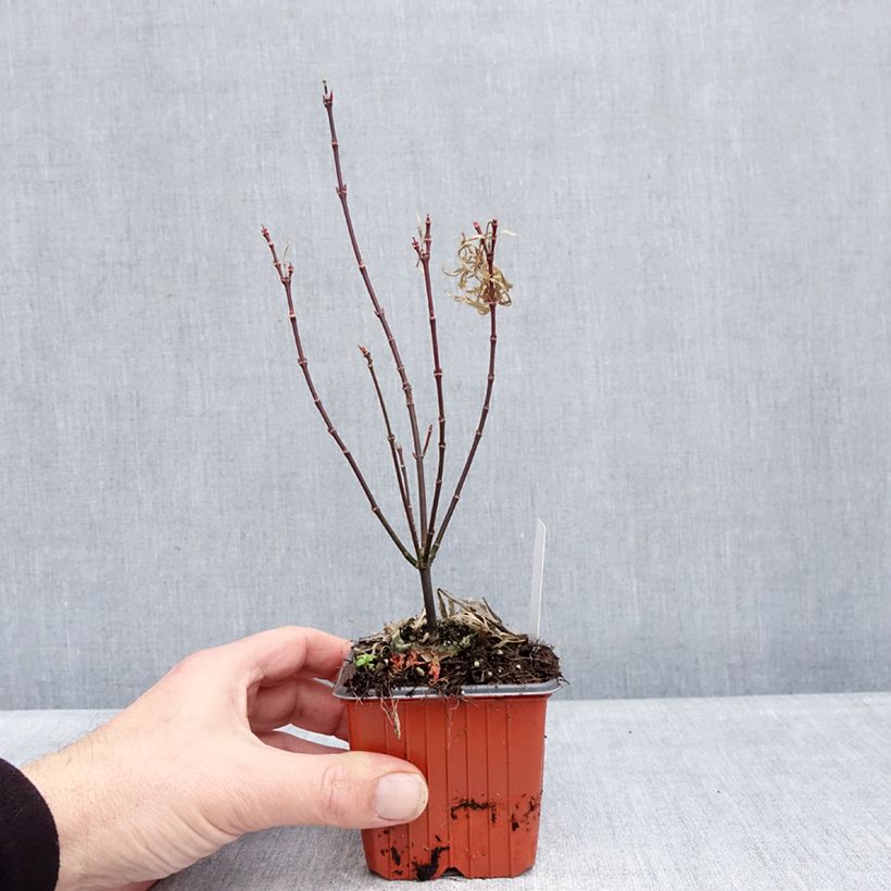 Spécimen de Erable du Japon - Acer palmatum Royal Garnet Godet de 8/9 cm tel que livré en hiver