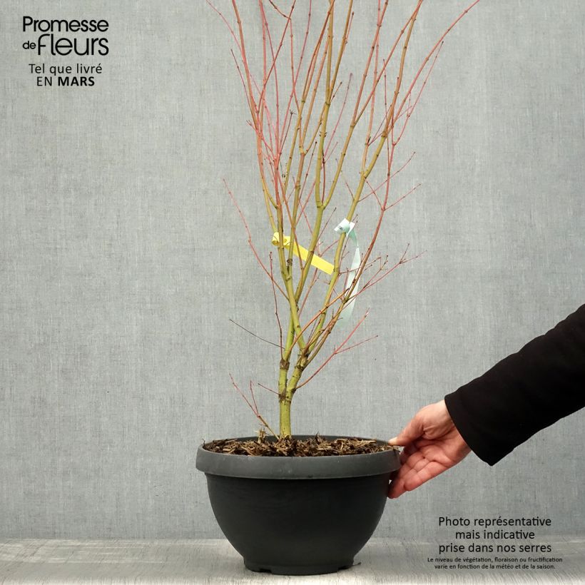 Spécimen de Erable du Japon - Acer palmatum Sangokaku (Senkaki) Pot de 6L/7L tel que livré au printemps