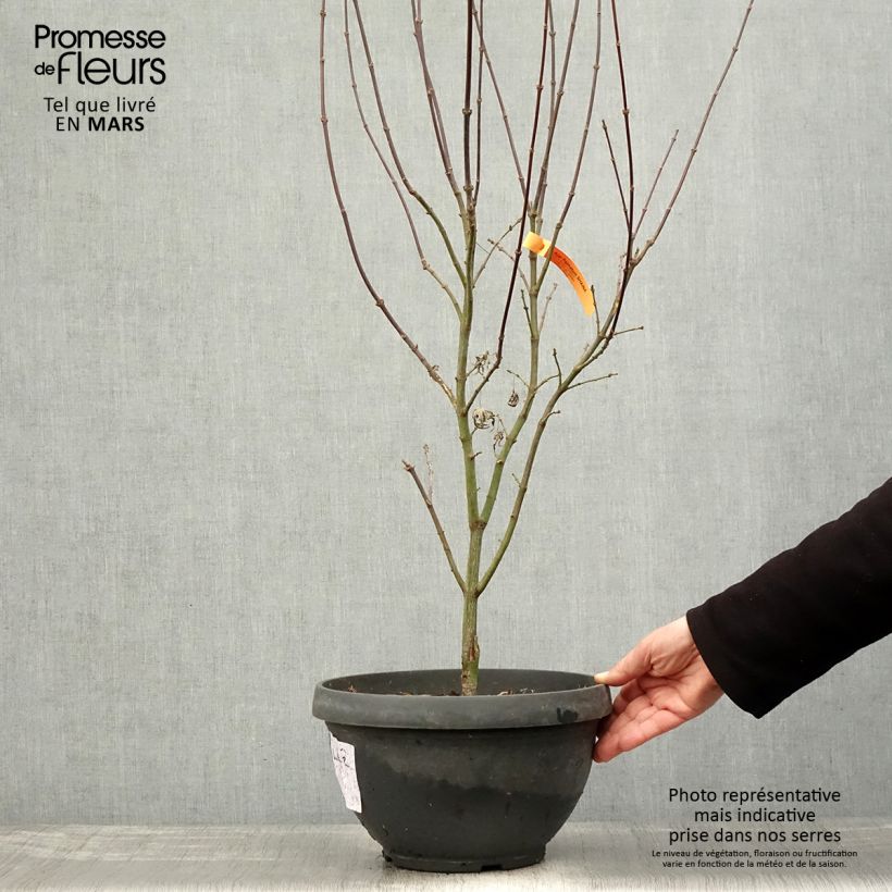 Example of Erable du Japon - Acer palmatum Shaina Pot de 6L/7L as you get in printemps