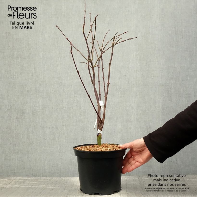 Example of Erable du Japon - Acer palmatum Shaina Pot de 3L/4L as you get in printemps