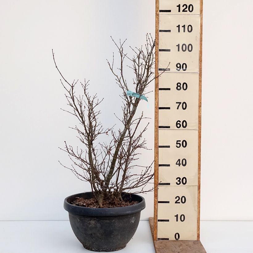 Example of Erable du Japon - Acer palmatum Shaina Pot de 18L/20L as you get in hiver