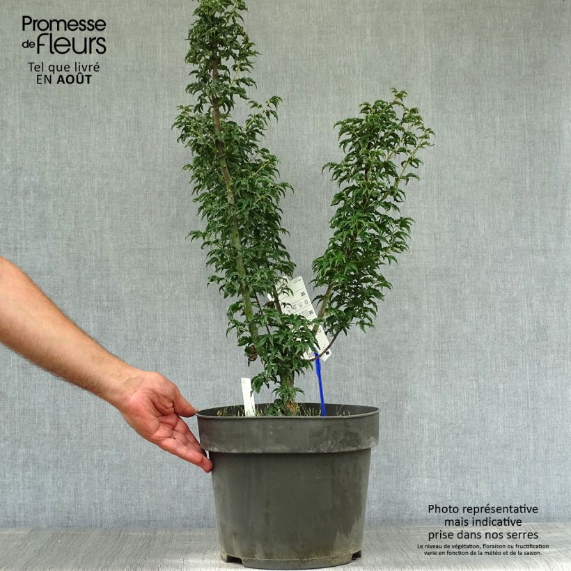 Spécimen de Érable du Japon - Acer palmatum Shishigashira Pot de 7,5L/10L tel que livré en été