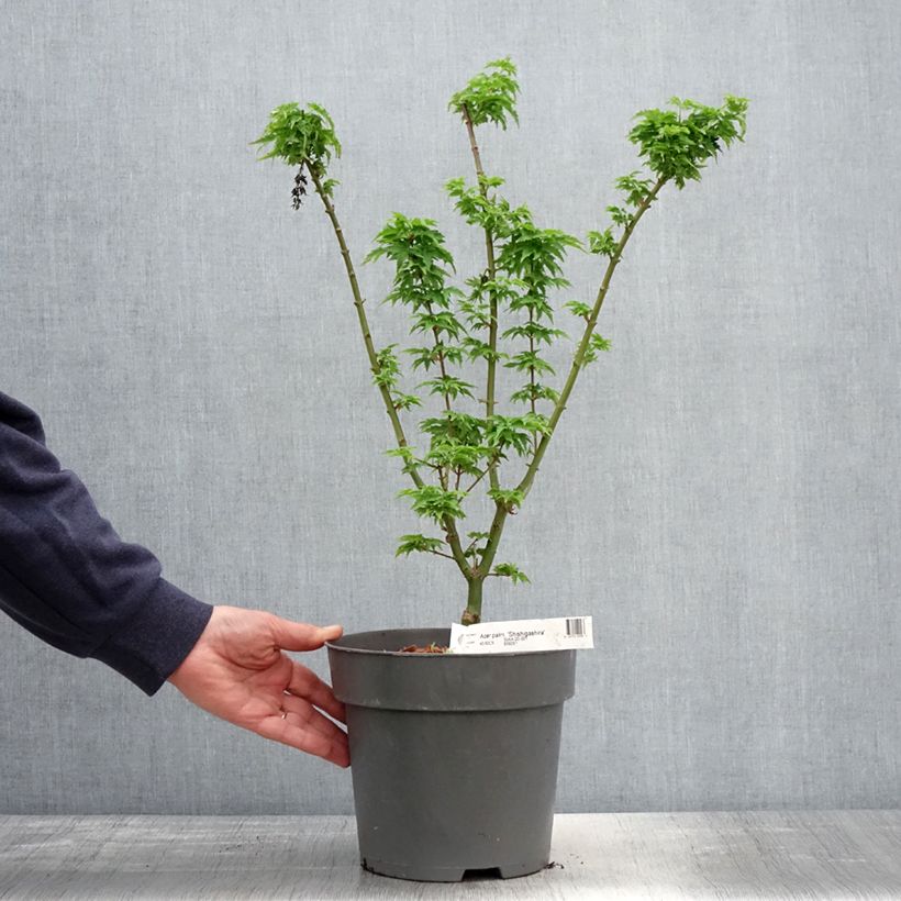 Example of Érable du Japon - Acer palmatum Shishigashira Pot de 3L/4L as you get in printemps