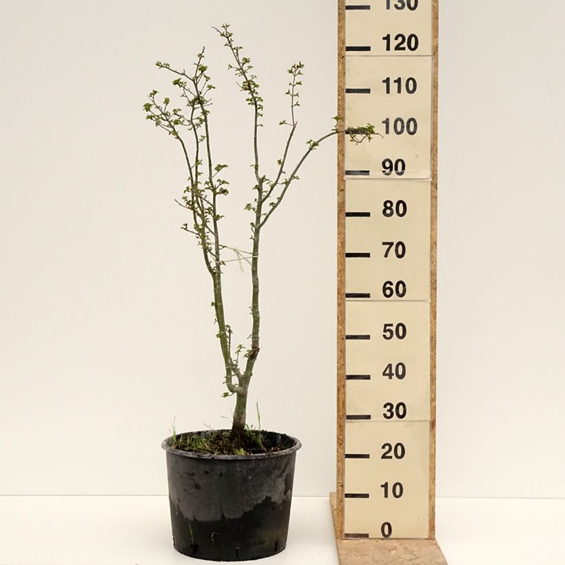 Example of Érable du Japon - Acer palmatum Shishigashira Pot de 18L/20L as you get in printemps