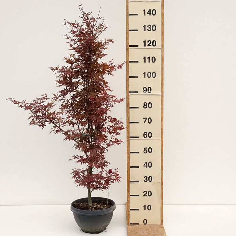 Spécimen de Erable du Japon - Acer palmatum Skeeter's Broom Coupe 7,5L / 10L, Buisson, Touffe tel que livré en été