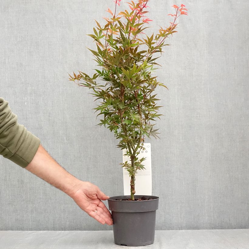 Spécimen de Erable du Japon - Acer palmatum Skeeter's Broom Pot de 3L/4L tel que livré en été