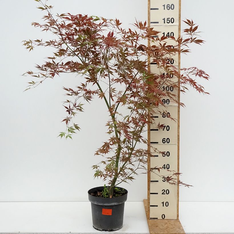 Spécimen de Erable du Japon - Acer palmatum Sumi-nagashi Pot de 12L/15L, Buisson, Touffe tel que livré en été