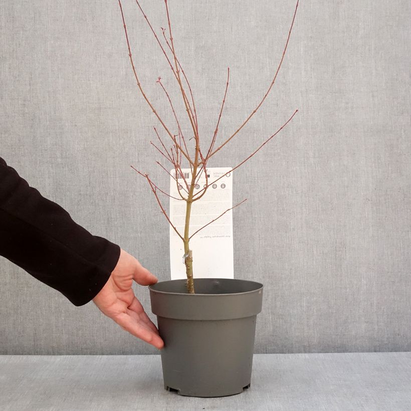 Spécimen de Erable du Japon - Acer palmatum Taylor Pot de 3L/4L tel que livré en hiver