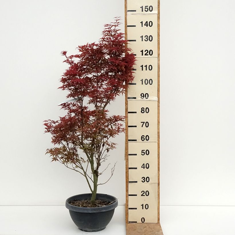 Spécimen de Érable du Japon - Acer palmatum Twomblys Red Sentinel Coupe 7,5L / 10L tel que livré en été