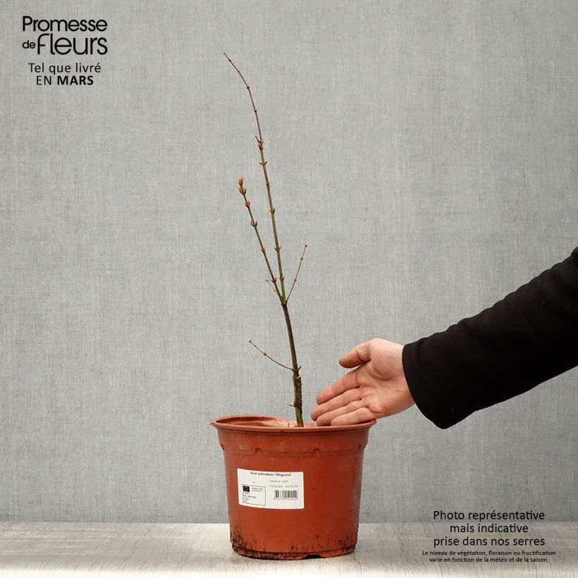 Example of Erable du Japon - Acer palmatum Ukigumo Pot de 3L/4L as you get in printemps