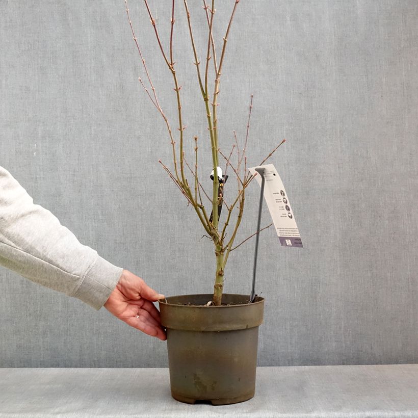 Spécimen de Erable du Japon - Acer palmatum Villa taranto Pot de 4L/5L tel que livré au printemps