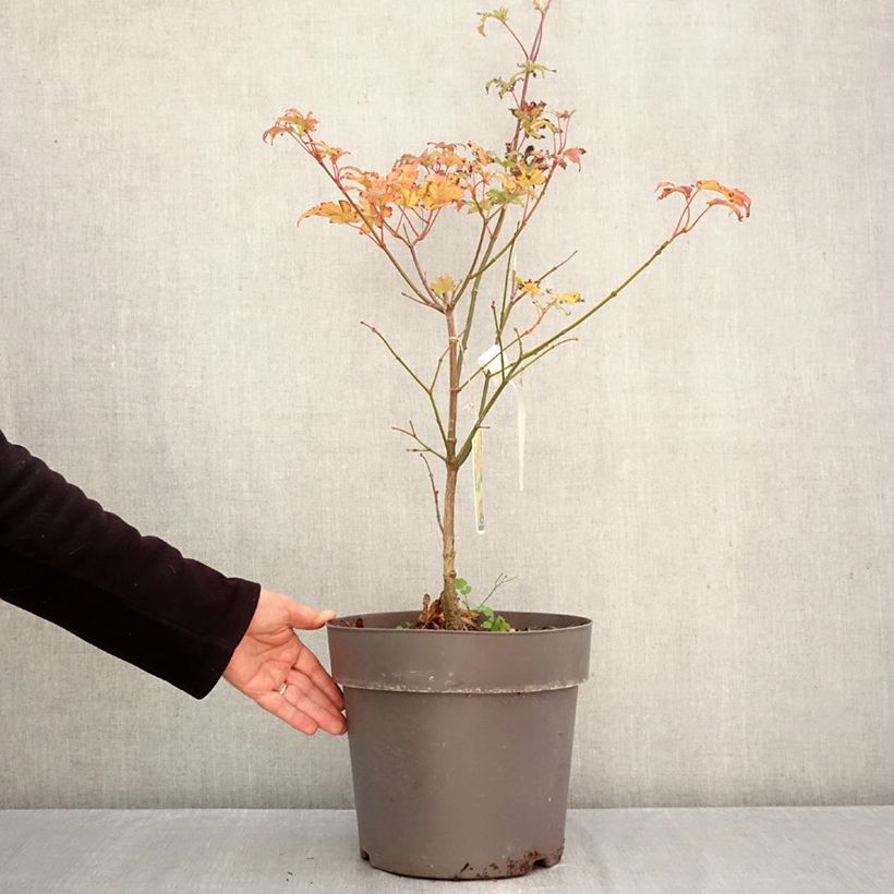 Spécimen de Érable du Japon - Acer shirasawanum Autumn Moon Pot de 7,5L/10L tel que livré en automne
