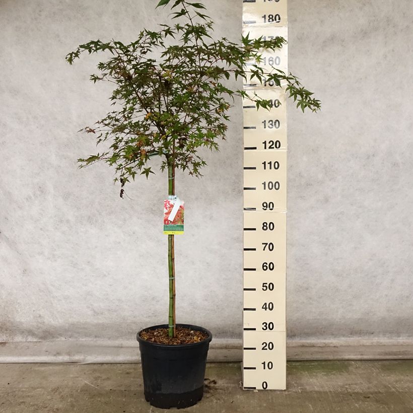 Spécimen de Érable du Japon Beni Maiko - Acer palmatum Pot de 12L/15L, Demi-Tige tel que livré en automne