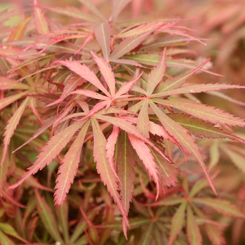 Érable du Japon Jerre Schwartz - Acer palmatum (Foliage)