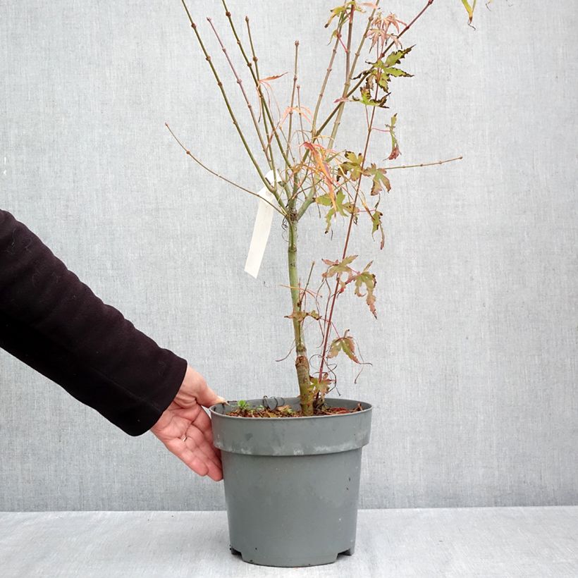 Spécimen de Érable du Japon Koto-No-Ito - Acer palmatum Pot de 6L/7L tel que livré en automne