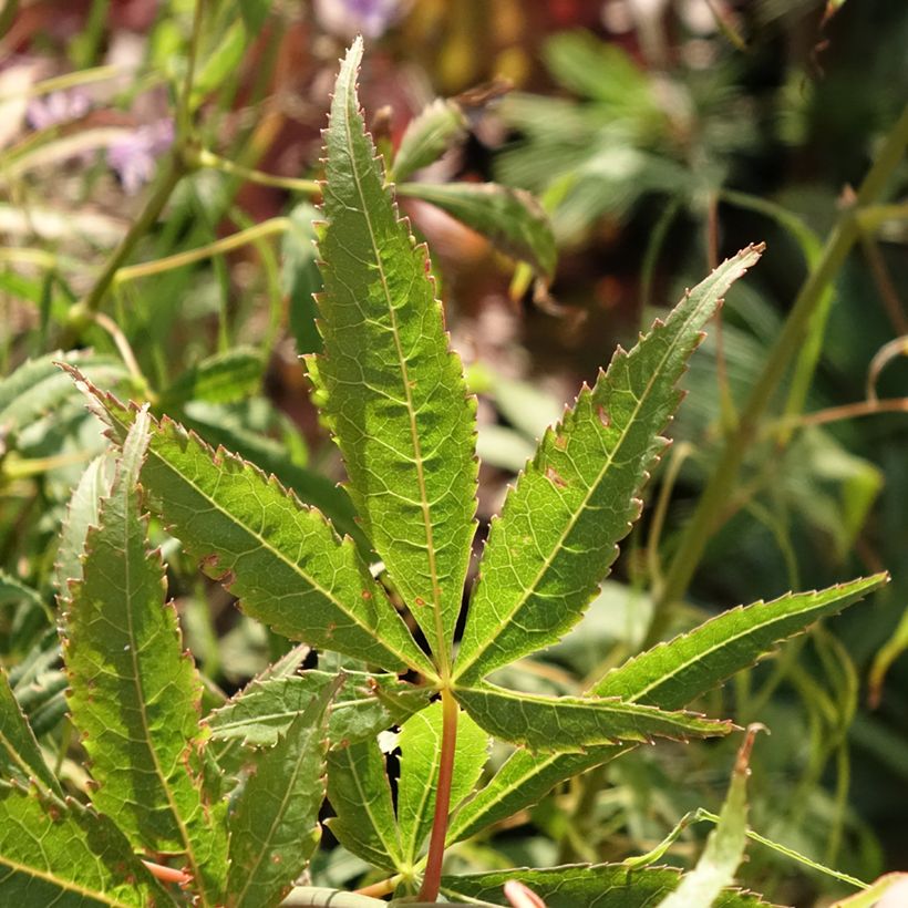 Érable du Japon Koto-No-Ito - Acer palmatum (Foliage)