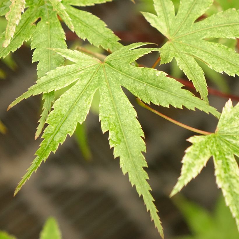 Érable du Japon Phoenix - Acer palmatum (Foliage)