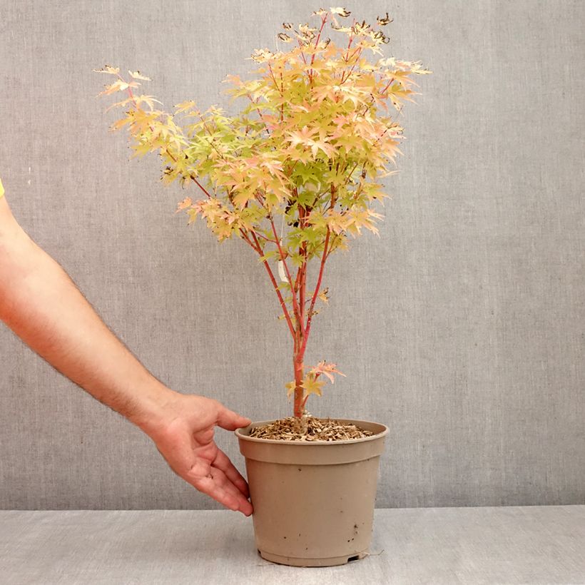 Spécimen de Erable du Japon Red Wood greffé Pot de 4L/5L tel que livré en automne