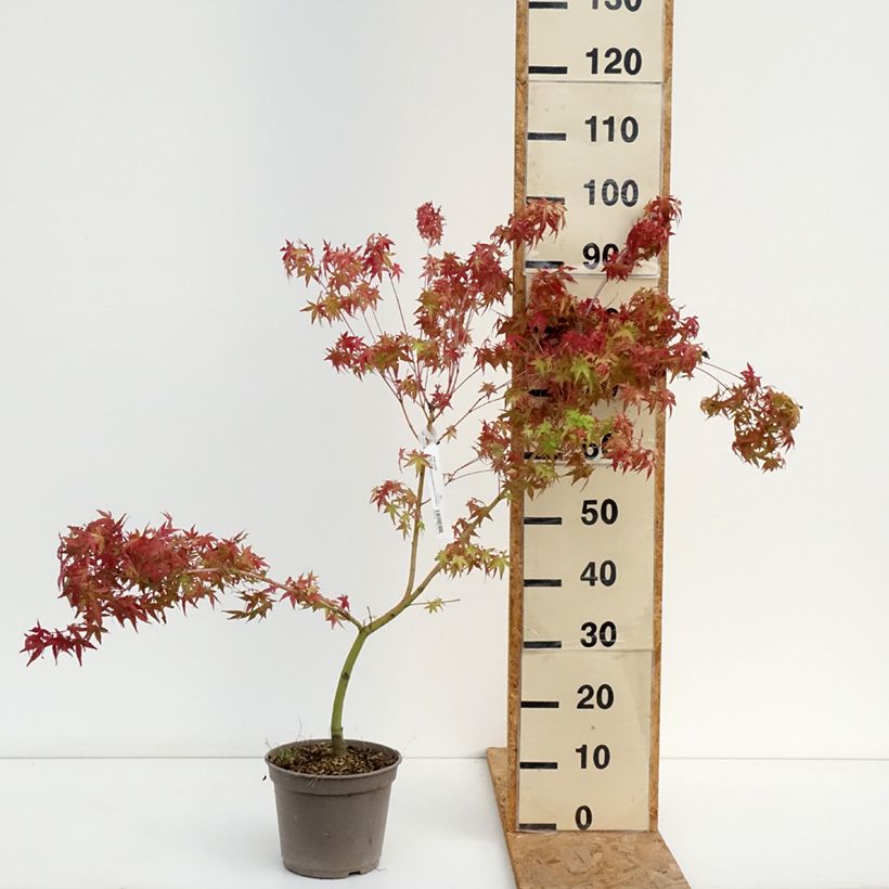 Spécimen de Erable du Japon Ueno Yama greffé Pot de 4L/5L tel que livré en été