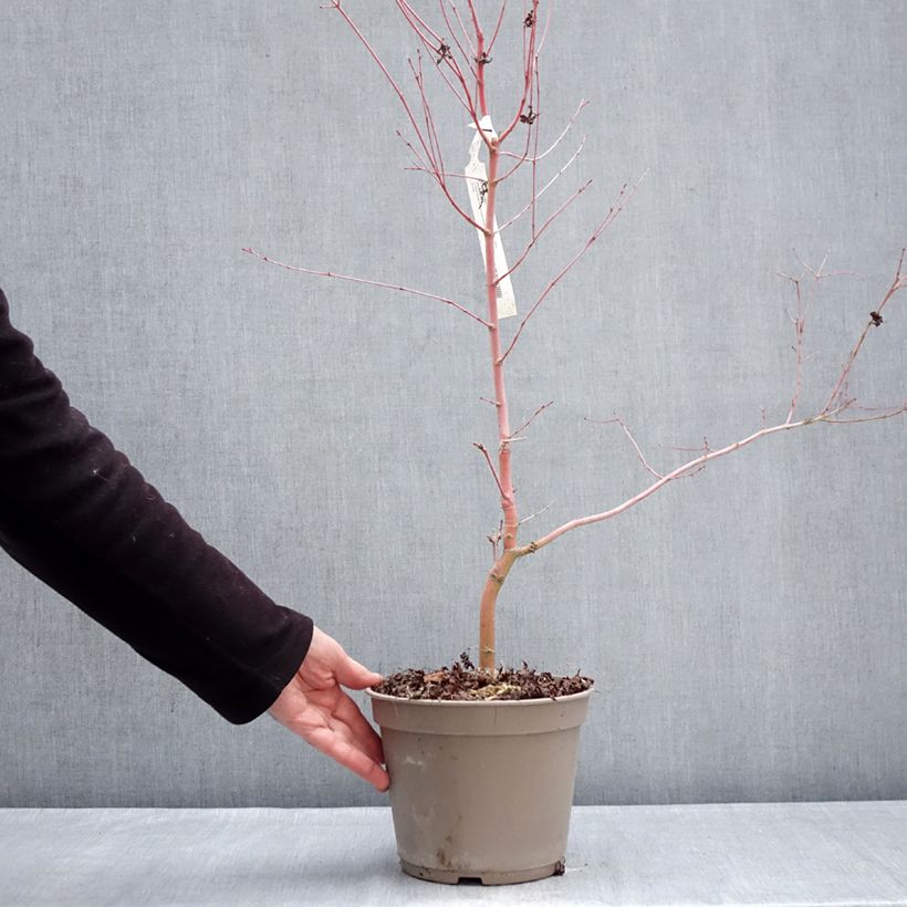 Example of Erable du Japon Ueno Yama greffé Pot de 4L/5L as you get in hiver