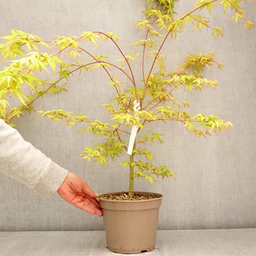 Spécimen de Erable du Japon Ueno Yama greffé Pot de 4L/5L tel que livré au printemps