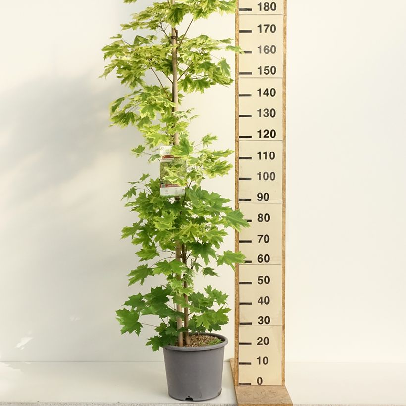 Example of Erable plane - Acer platanoides Drummondii Pot de 12L/15L, Baliveau as you get in printemps