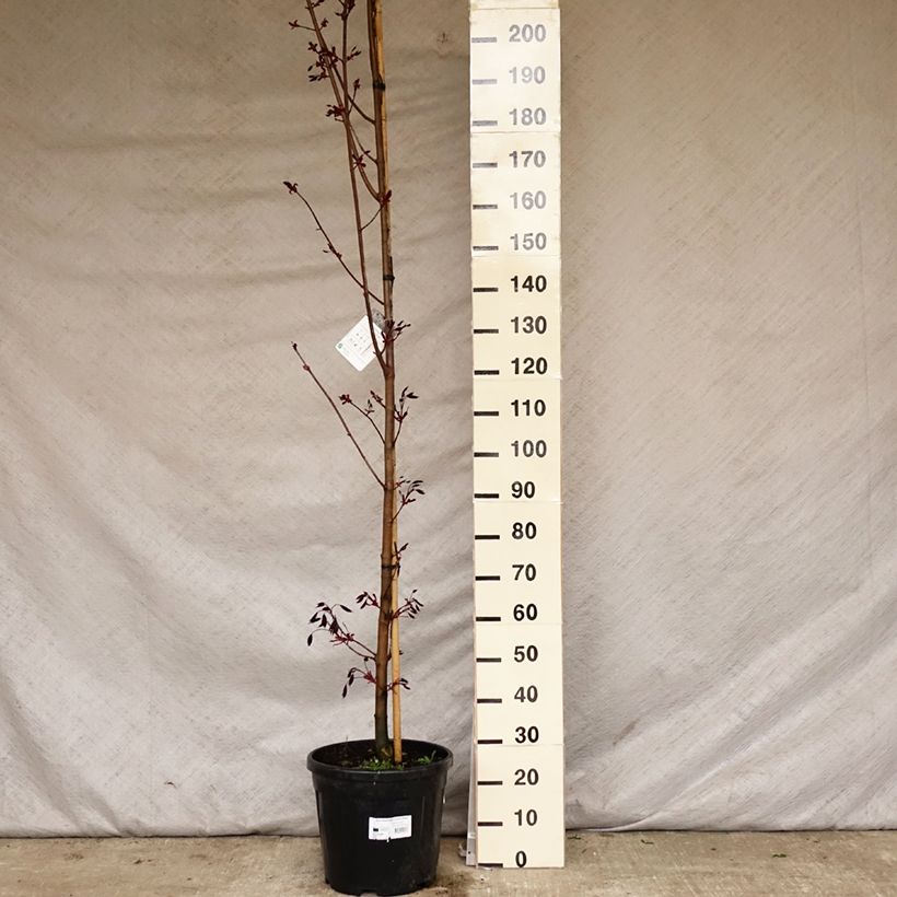 Example of Érable platane - Acer platanoides Crimson King Pot de 20L/25L as you get in printemps