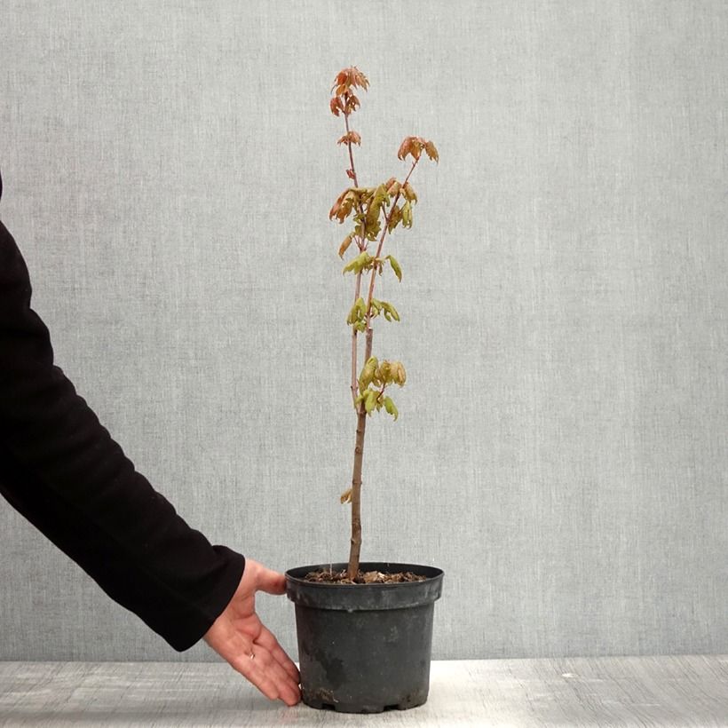 Example of Érable rouge - Acer rubrum Pot de 3L/4L as you get in printemps