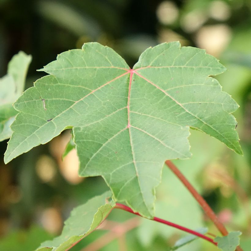 Érable rouge - Acer rubrum (Foliage)