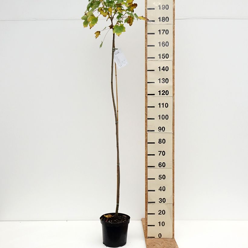 Spécimen de Erable sycomore - Acer pseudoplatanus Leat's Cottage Pot de 7,5L/10L, Tige tel que livré en automne