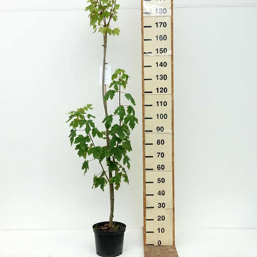 Spécimen de Erable sycomore - Acer pseudoplatanus Leat's Cottage Pot de 7,5L/10L, Tige tel que livré en été