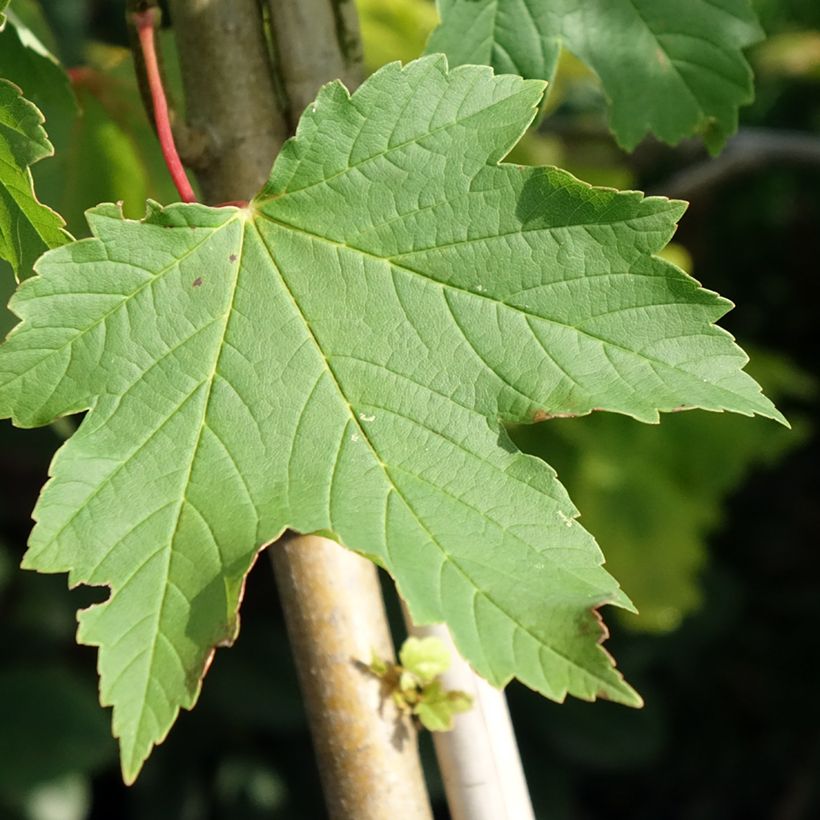 Erable sycomore - Acer pseudoplatanus Simon-Louis Frères (Foliage)