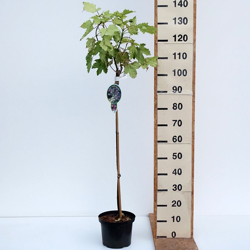 Spécimen de Erable sycomore - Acer pseudoplatanus Simon-Louis Frères Pot de 4L/5L, Tige, Tige de 80 cm tel que livré en automne