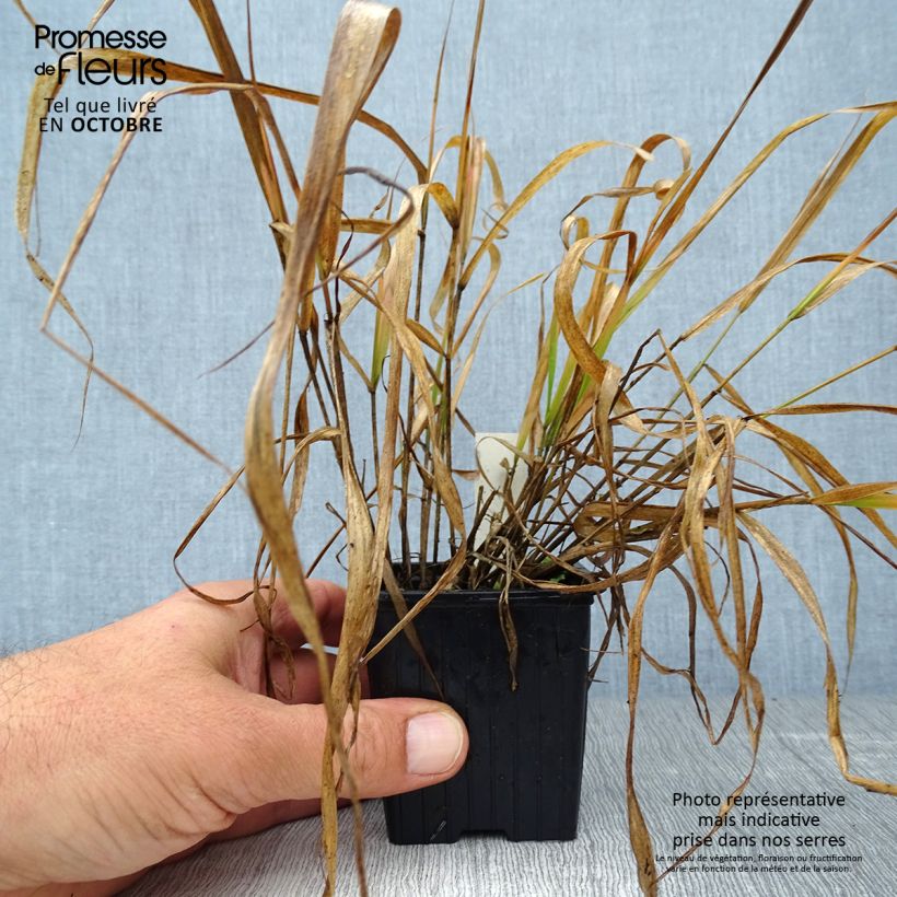 Spécimen de Eragrostis spectabilis - Herbe d'amour Godet de 8/9 cm tel que livré en automne