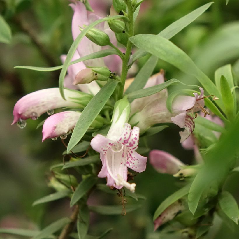 Eremophila laanii - Erémophile (Floraison)