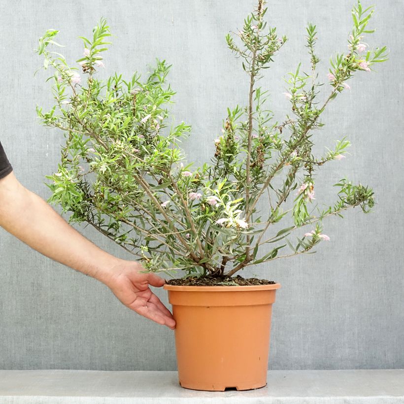 Spécimen de Eremophila laanii - Erémophile Pot de 7,5L/10L tel que livré au printemps